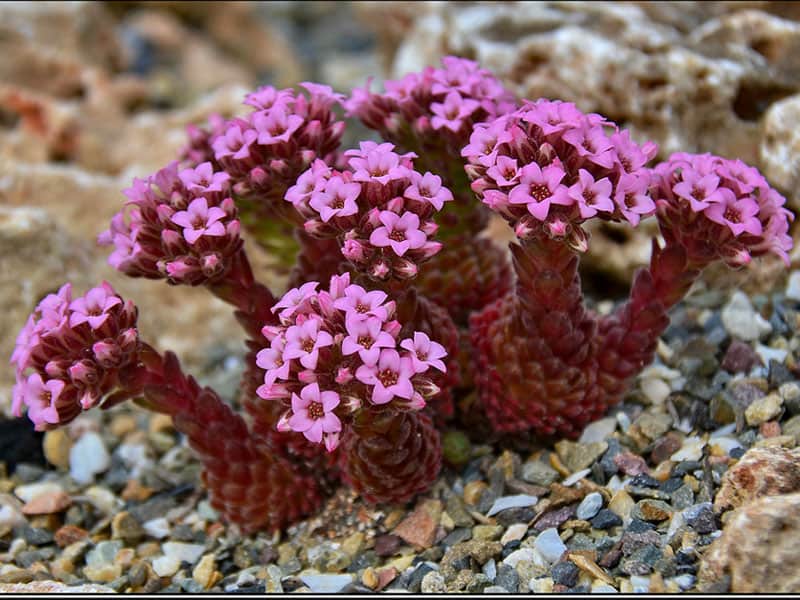 sedum pilosum helkifoto