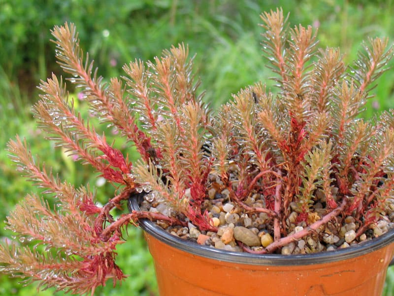 sedum polytrichoides nessy