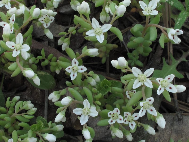 sedum pusillum alan cressler