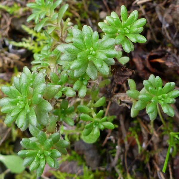 sedum radiatum randomtruth