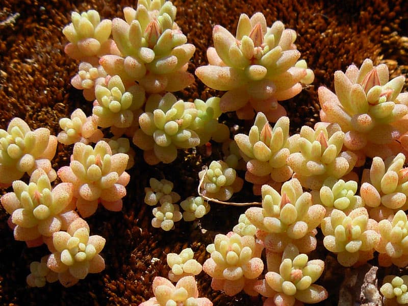 sedum rubens mat tauriello