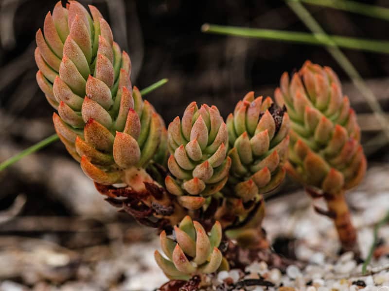 sedum sediforme mauro hilario