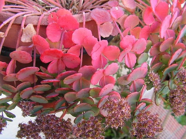 sedum sieboldii 1