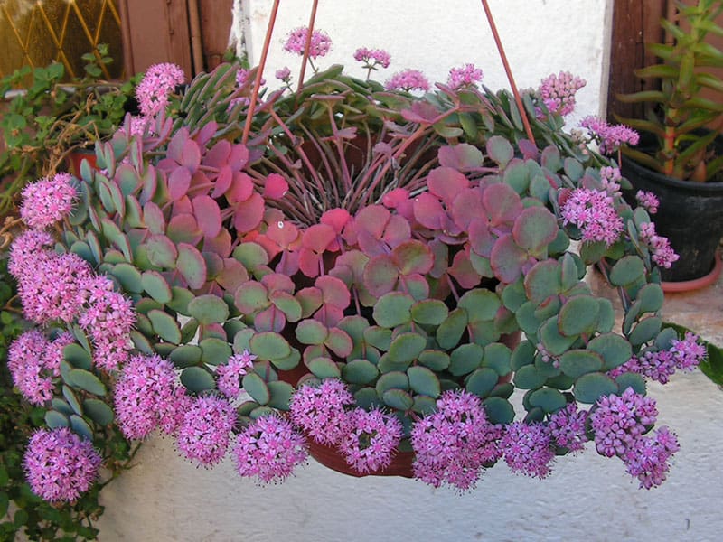 sedum sieboldii esta ahi