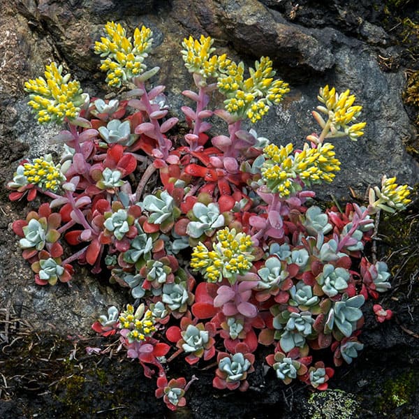 sedum spathulifolium richard droker