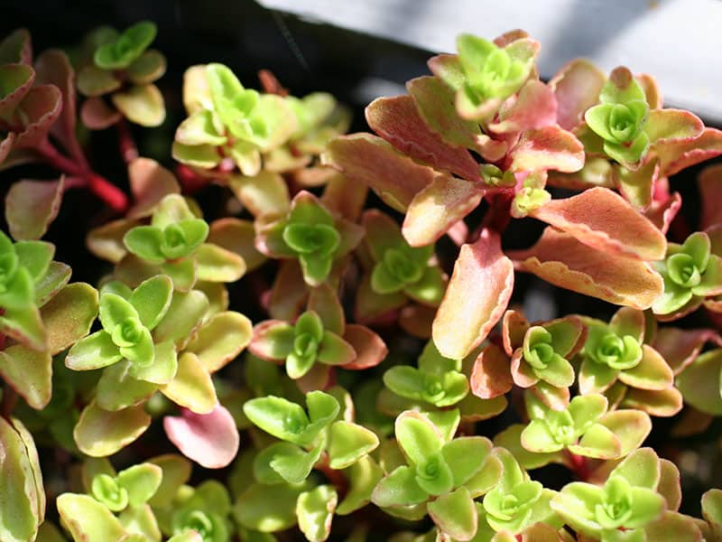 sedum stoloniferum patrick nicolas