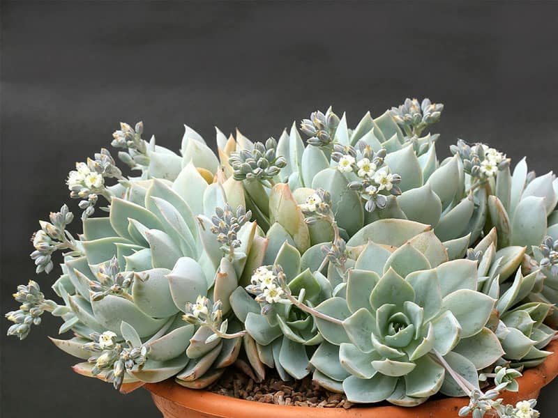 sedum suaveolens liz21uk