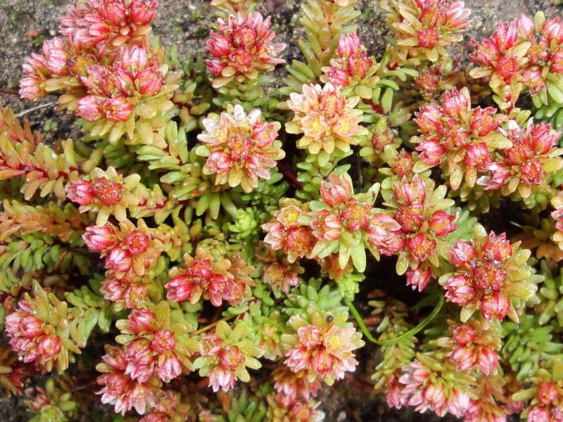 sedum tenellum vahe martirosyan