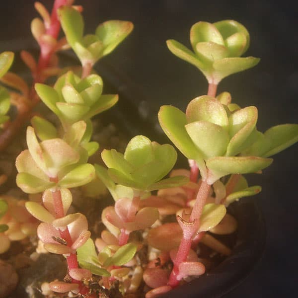 sedum ternatum saboten