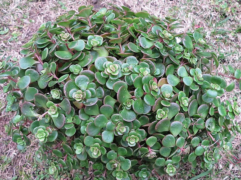 sedum tetractinum lourdes