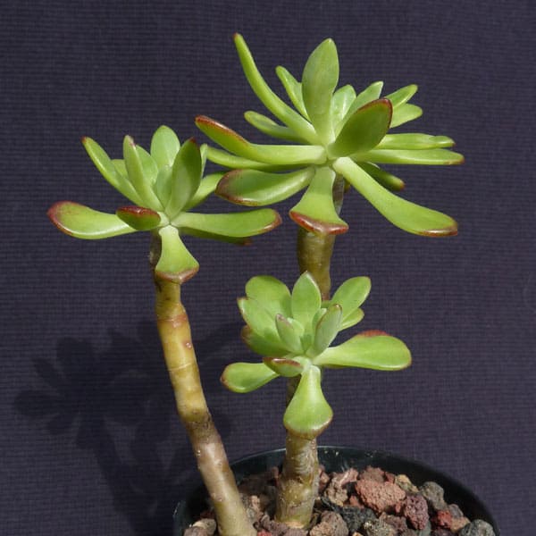 sedum torulosum nessy