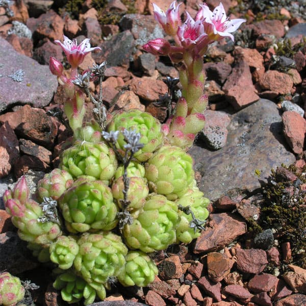 sedum tymphaeum universitat gottingen