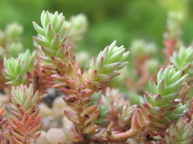 sedum urvillei nessy