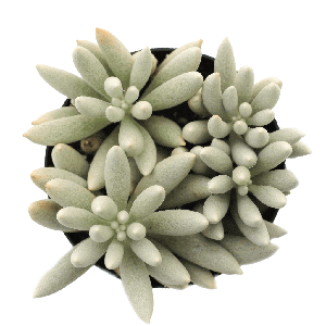 senecio haworthii cocoon leaf clay