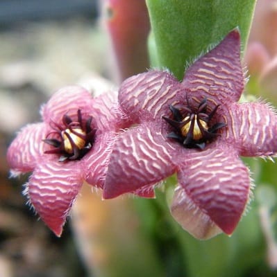 stapelia paniculata subsp. kougabergensis