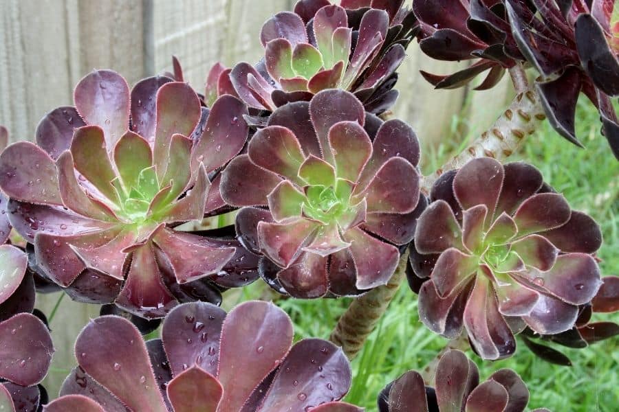 aeonium outdoors