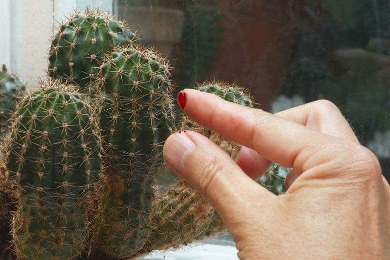 Is Cactus Poisonous Or Dangerous To Kids 