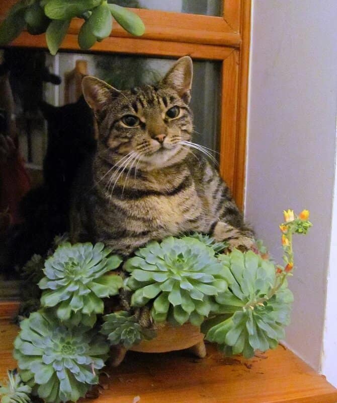 are succulents poisonous to cats