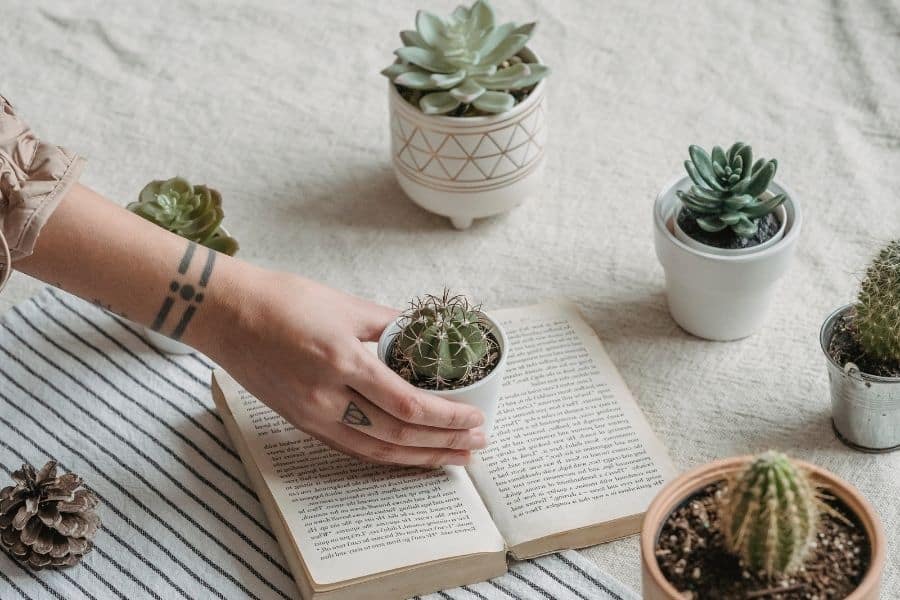 cacti and succulents