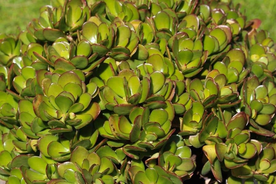 crassula outdoors 1