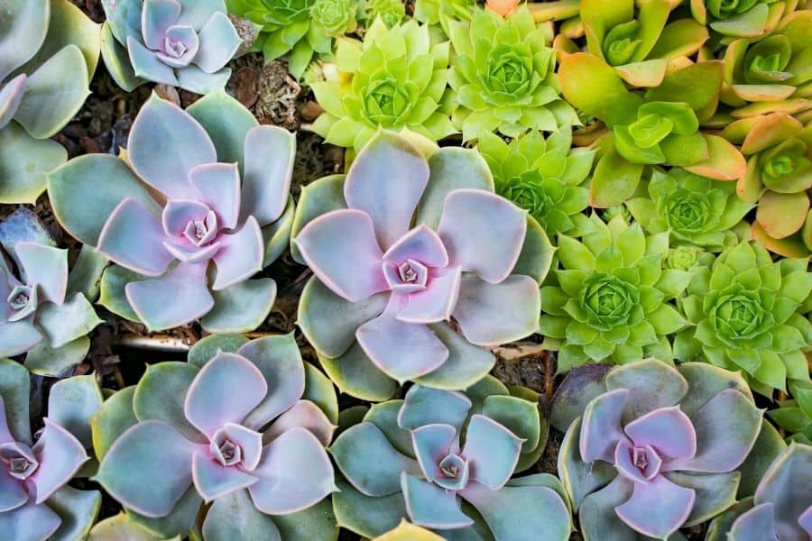 echeveria outdoors