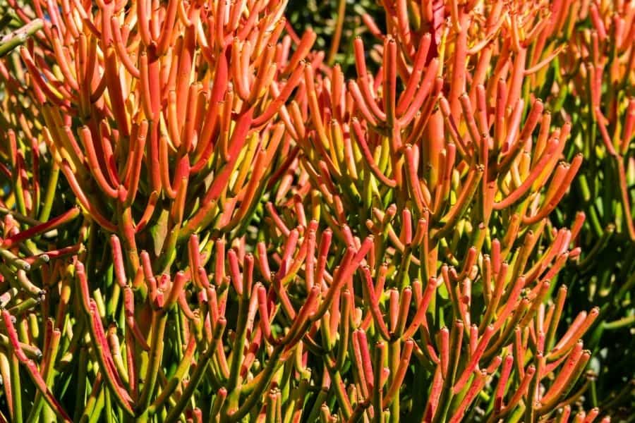 euphorbia grown outdoors