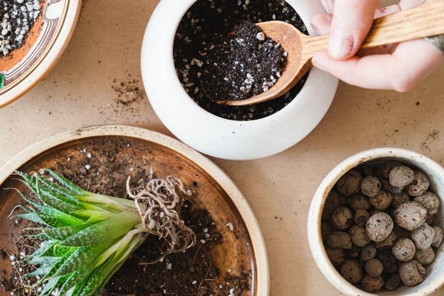 filling pot with succulent soil