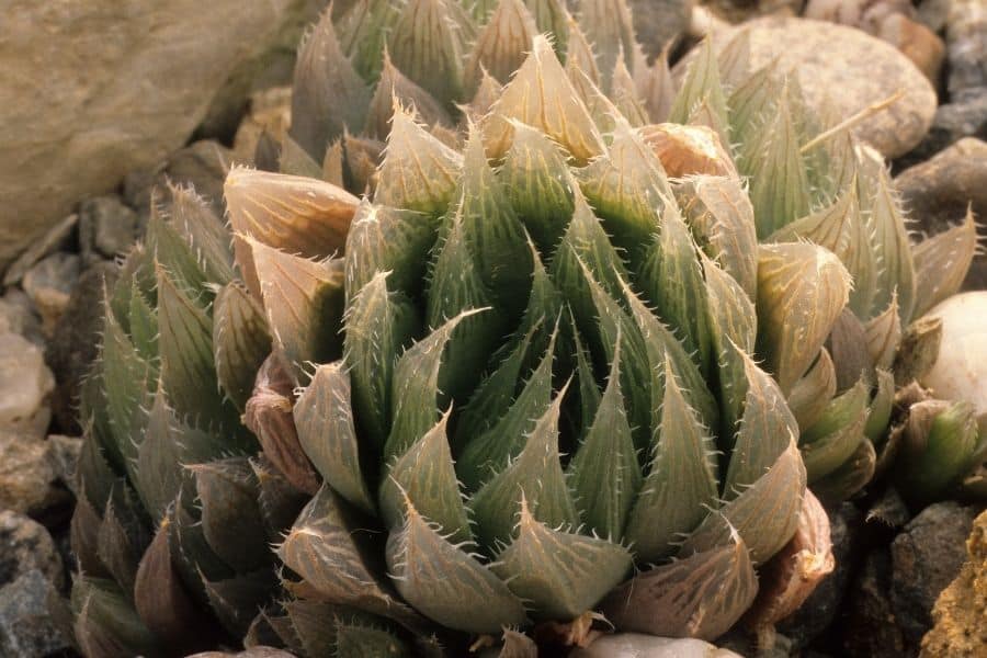 haworthia outdoors