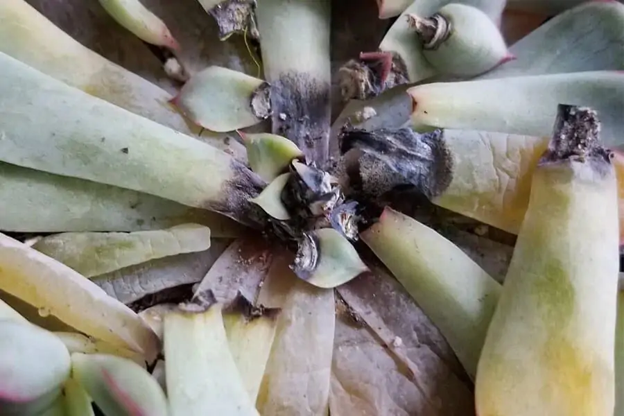 how do i know if my succulent has root rot
