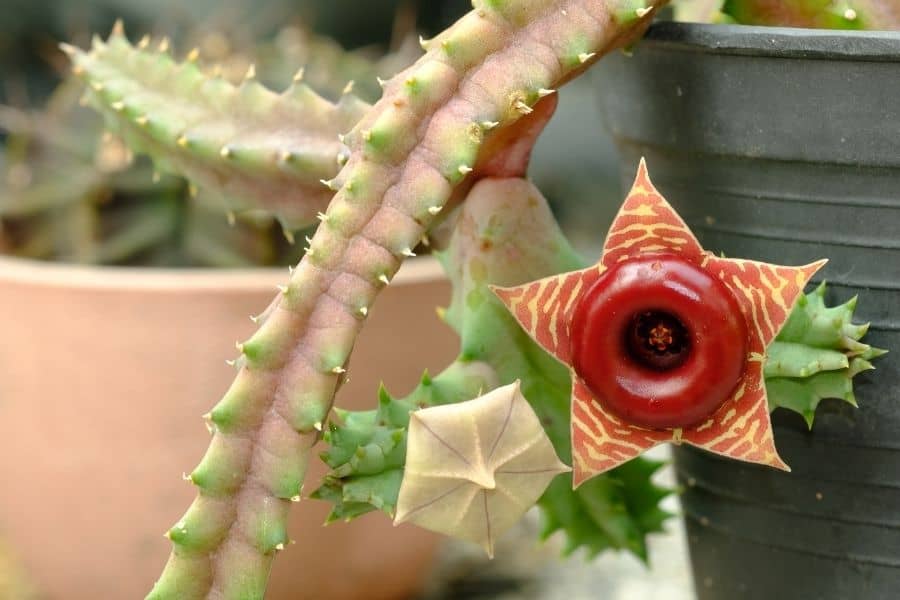 how do you get huernia to bloom