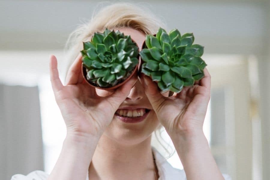 how to be well versed in succulents