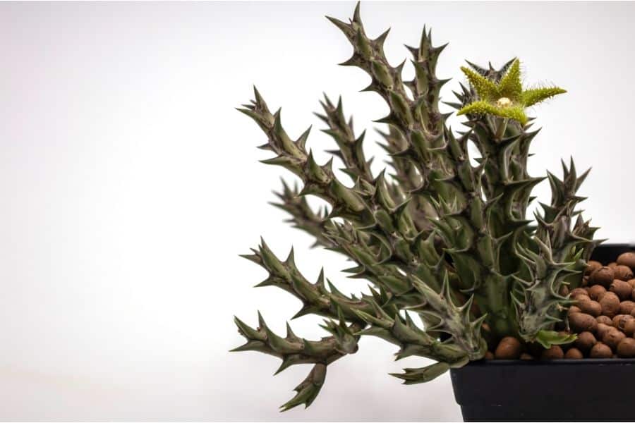 huernia