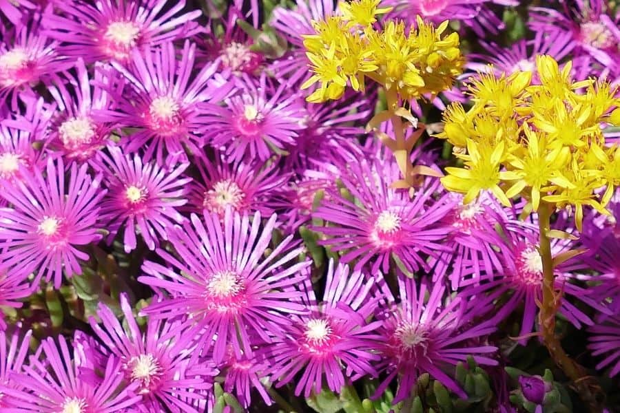 ice plants bloom