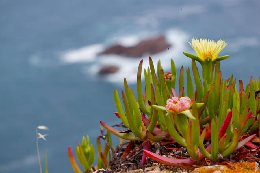 ice plants climate