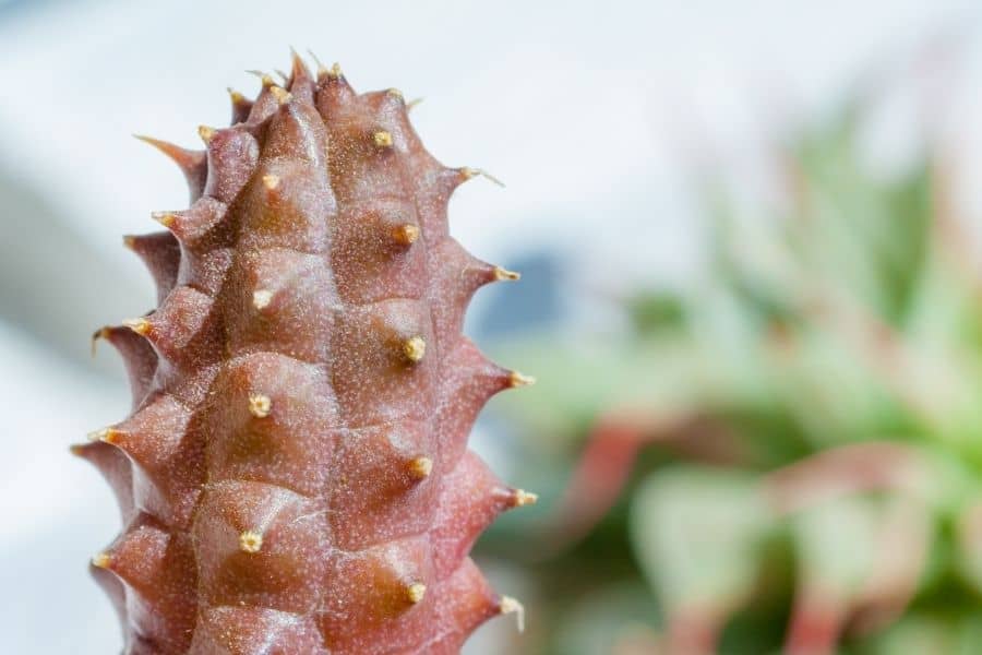 is huernia a cactus