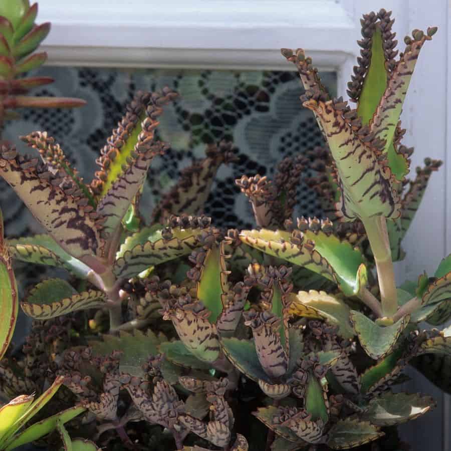 kalanchoe growing outside