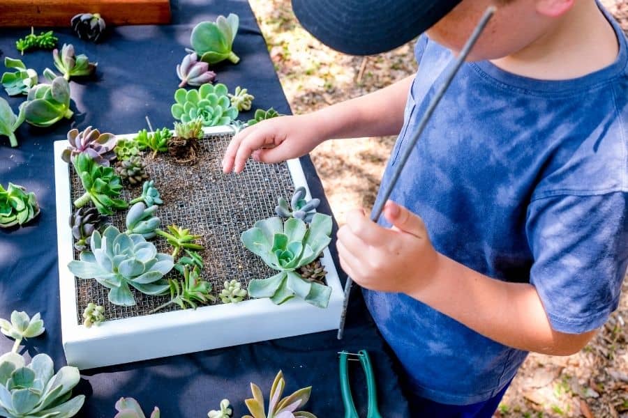 kid planting succulents