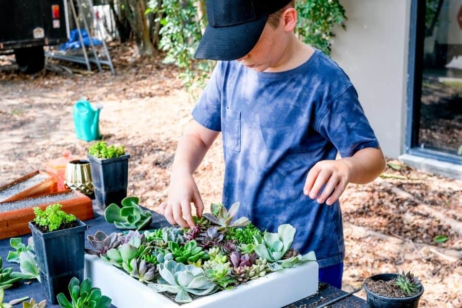 kid succulent gardening