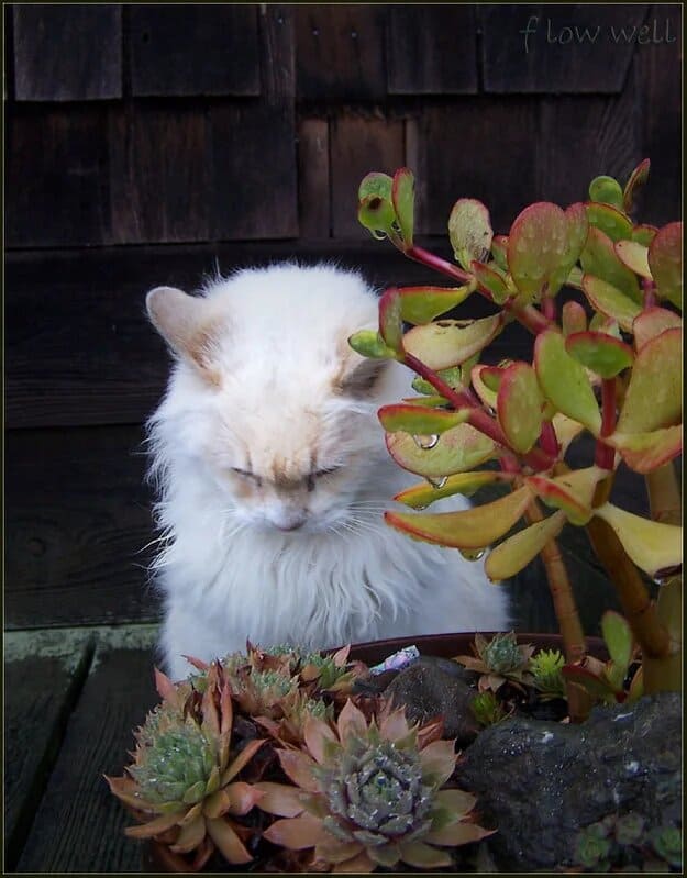succulents poisonous to cats
