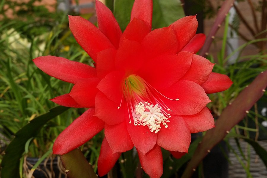 disocactus ackermannii