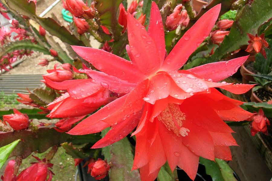 disocactus ackermannii