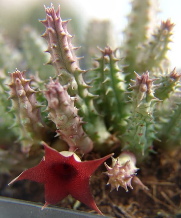 huernia macrocarpa 1