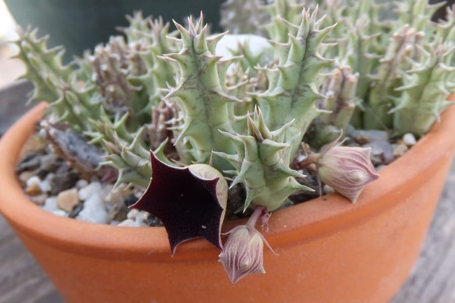 huernia macrocarpa 2