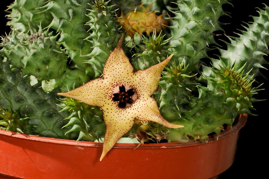 huernia macrocarpa 3