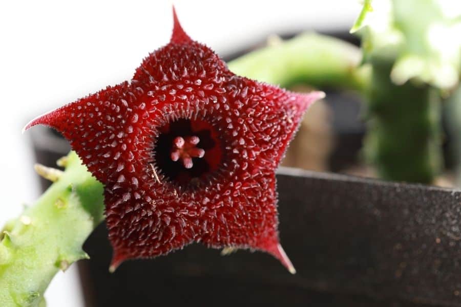 huernia macrocarpa