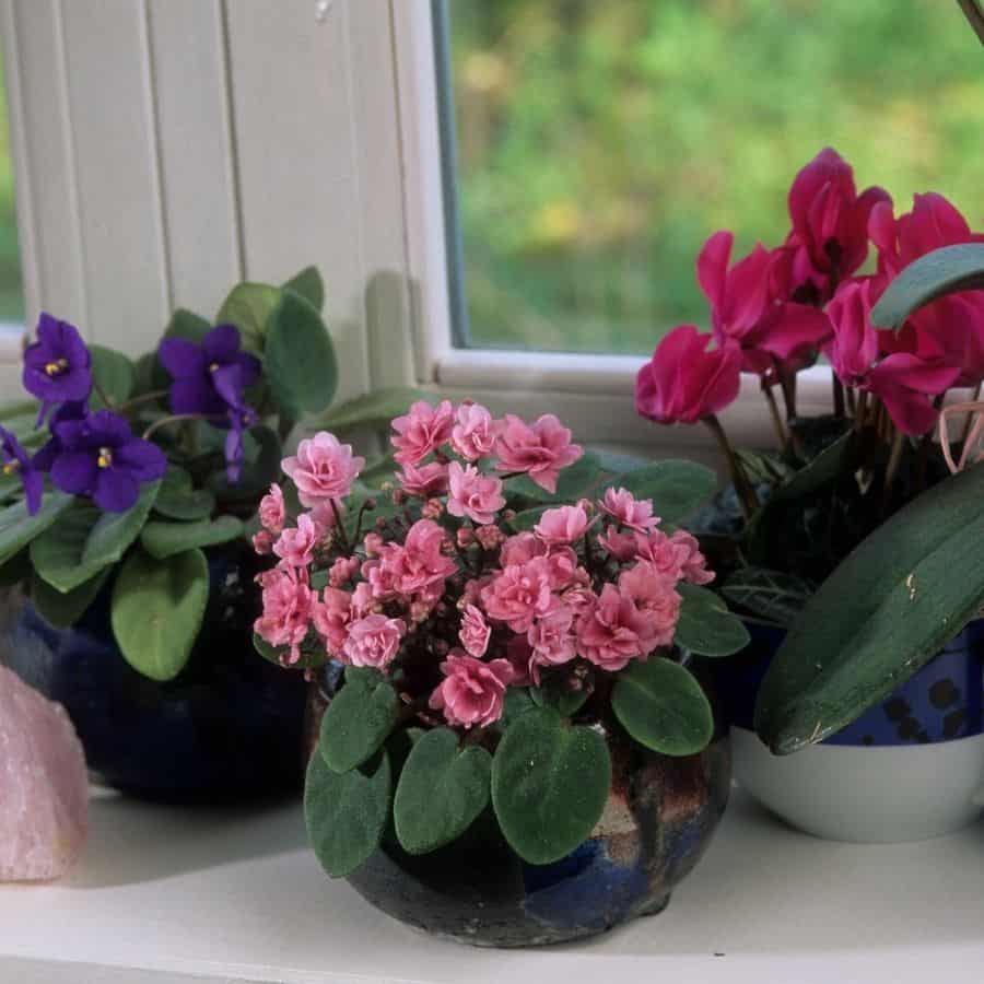 african violets