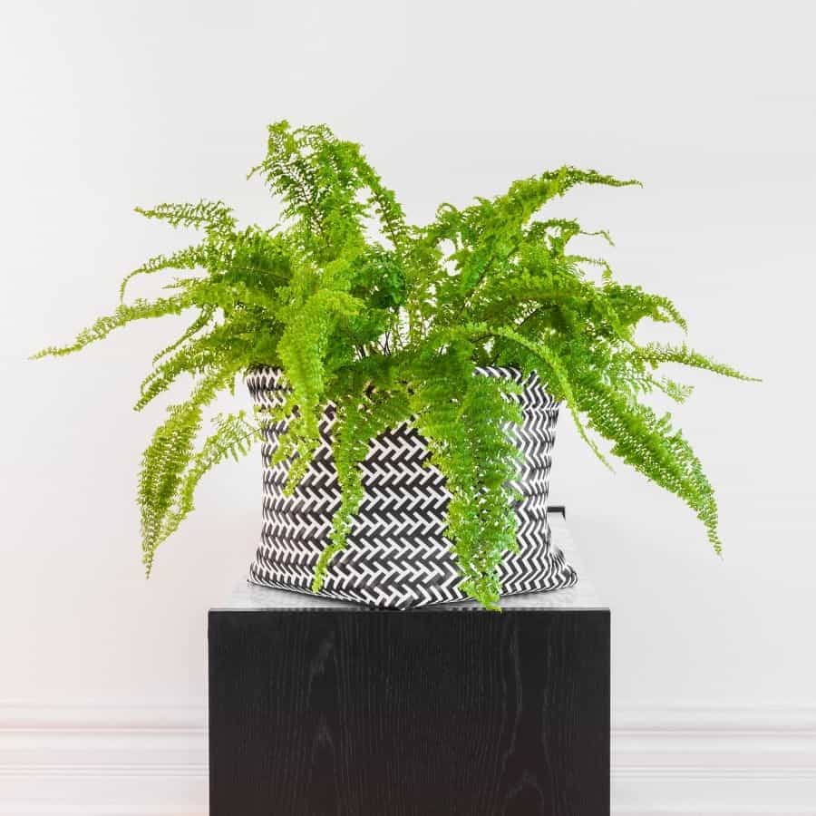 boston fern