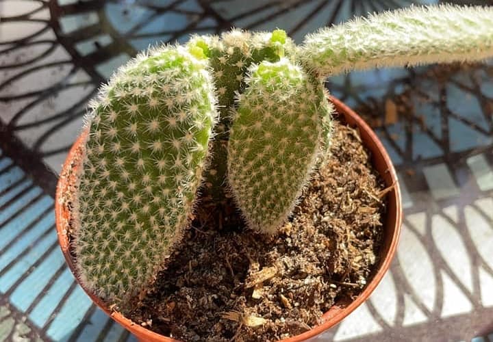 how do you root a broken piece of cactus