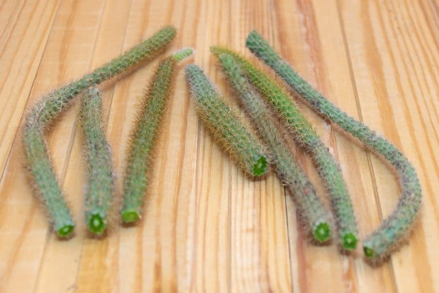 cactus cuttings