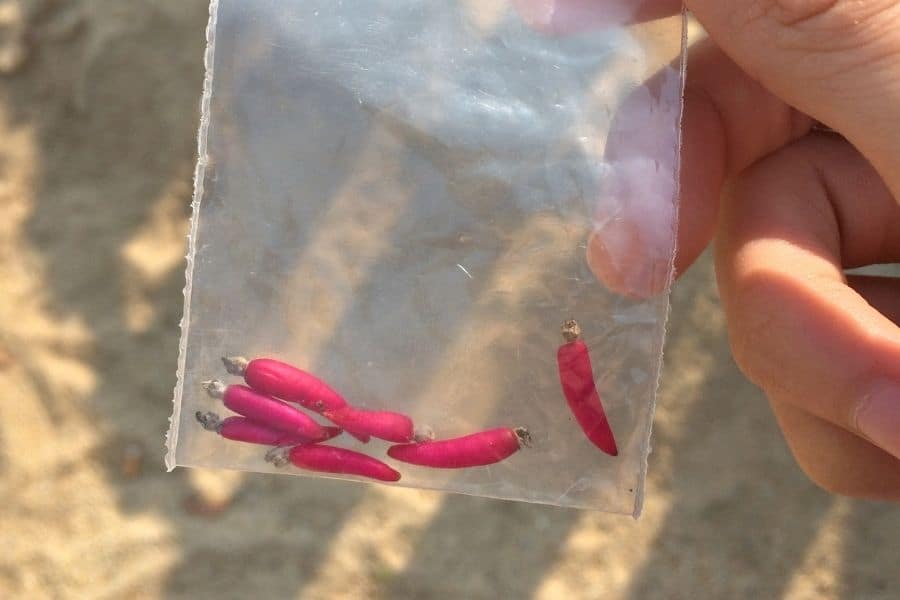 cactus seed pods